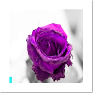 purple rose Posters and Art